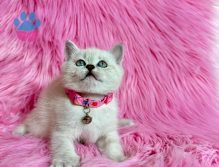 Koca Kafa British Shorthair Dişi 2 Aylık