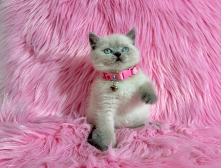 Bluepoint Dişi 2 Aylık Yavrumuz Yuva Arıyor