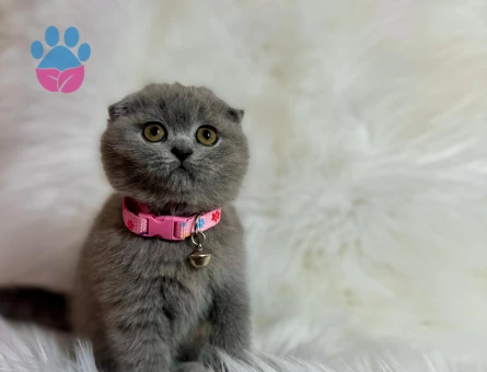 Scottish Fold Dişi 2 Aylık Ayı Surat