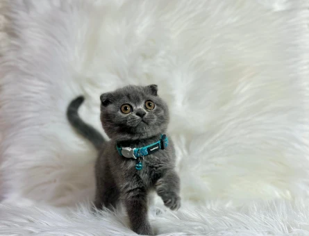Scottish Fold Erkek TopaçKafa Gri 2 Aylık