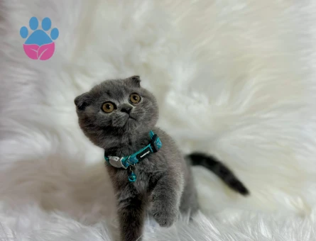 Scottish Fold Erkek TopaçKafa Gri 2 Aylık