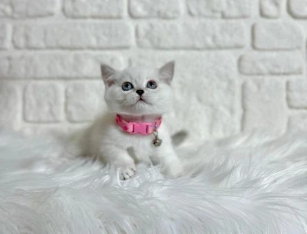 British Shorthair 2 Aylık Dişi Bluepoint Yavru