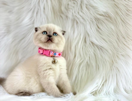 Scottish Fold Dişi 2 Aylık Bluepoint