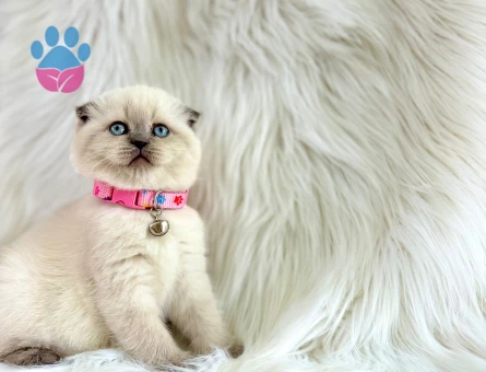 Scottish Fold Dişi 2 Aylık Bluepoint