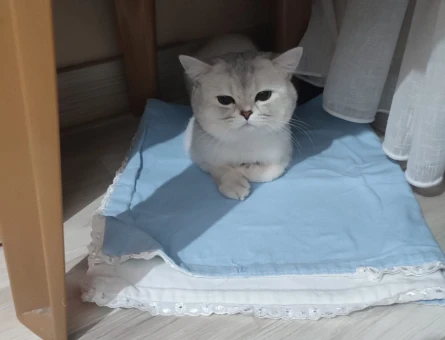 ERKEK BRİTİSH SHORTHAİR