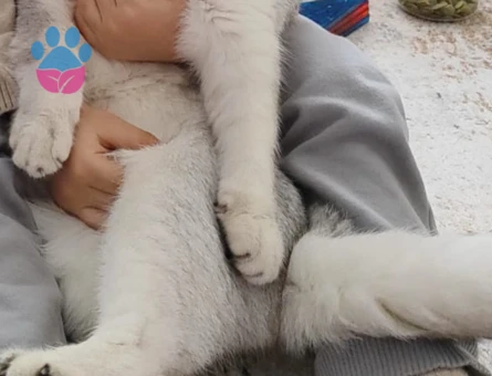 ERKEK BRİTİSH SHORTHAİR