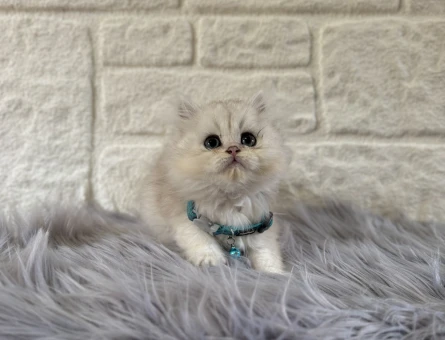 British Longhair Silver Point Erkek 2 Aylık