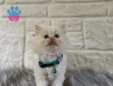 British Longhair Erkek 2 Aylık Red Point