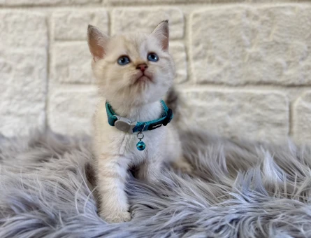 British Shorthair Point 2 Aylık Erkek Yavrumuz