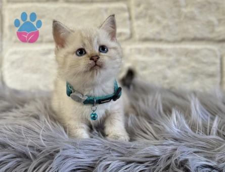 British Shorthair Point 2 Aylık Erkek Yavrumuz