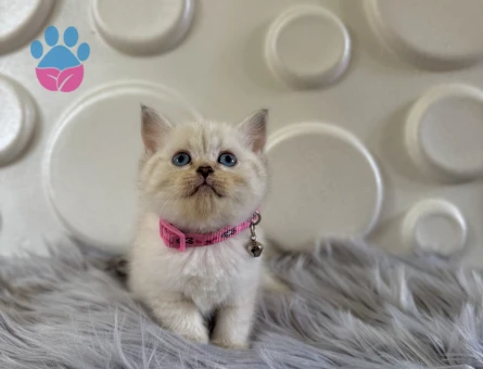British Shorthair Point Dişi Yavrumuz
