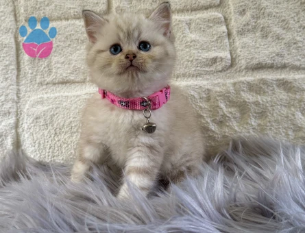 British Shorthair Point Dişi Yavrumuz