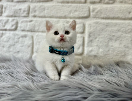 British Shorthair Pamuk Yavrularımız