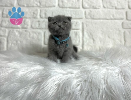 Scottish Fold Erkek 2 Aylık