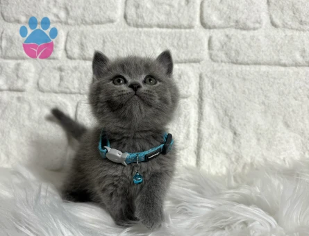 Scottish Fold Erkek 2 Aylık