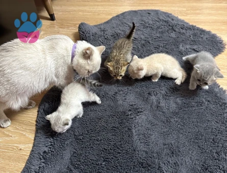 Sahiplendirme ilanıdır