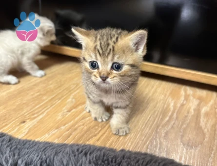 Sahiplendirme ilanıdır