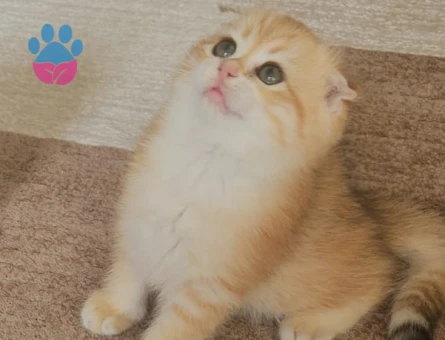 Muhteşem güzellikte ırk ve sağlık garantili yavrular..