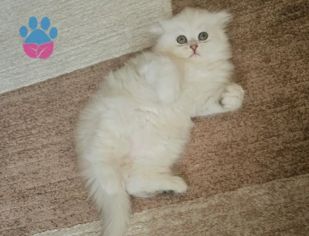 Muhteşem güzellikte ırk ve sağlık garantili yavrular..