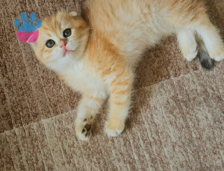 Muhteşem güzellikte ırk ve sağlık garantili yavrular..