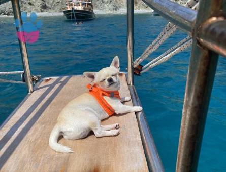 APPLE HEAD CHIHUAHUA OĞLUMA EŞ ARIYORUM