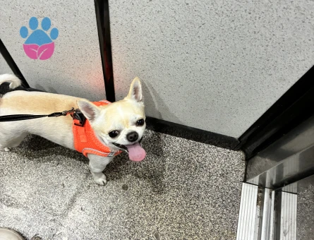 APPLE HEAD CHIHUAHUA OĞLUMA EŞ ARIYORUM