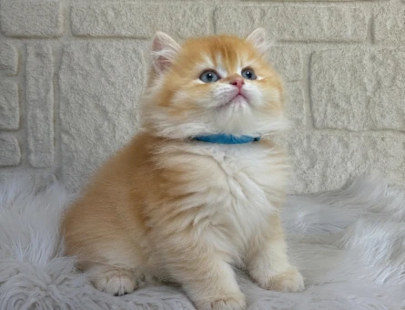 Altın Tonlarında British Longhair Golden Yavrumuz Erkek
