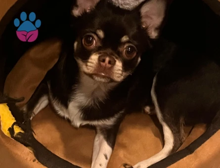 Chihuahua Mocha 1 Yaşında