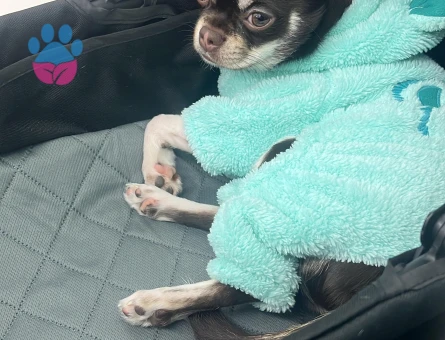 Chihuahua Mocha 1 Yaşında