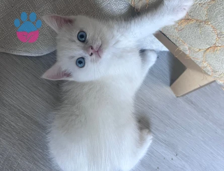 britsh shorthair yavrularıma yuva arıyorum