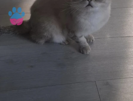 Scottish Fold Kızım Nazlı Yuva Arıyor