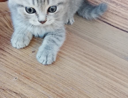 Yavru kedi sahiplendirme - 4495