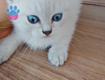 Yavru kedi sahiplendirme