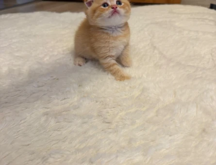 Scottish Fold Longhair / Shorthair Erkek/Dişi - 4500
