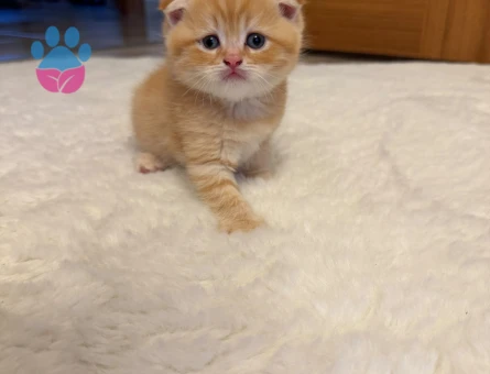 Scottish Fold Longhair / Shorthair Erkek/Dişi