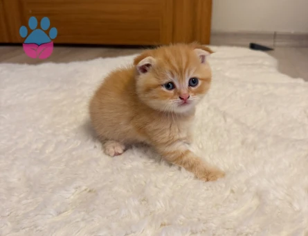 Scottish Fold Longhair / Shorthair Erkek/Dişi