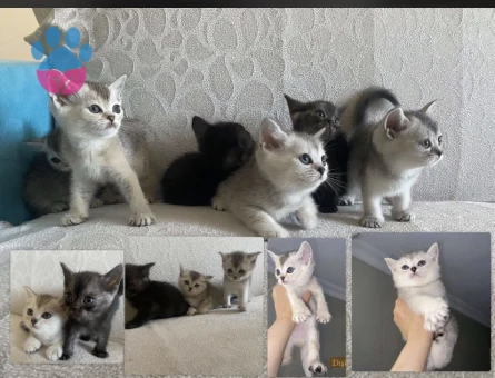 Bristsh silver taby 2 Aylık