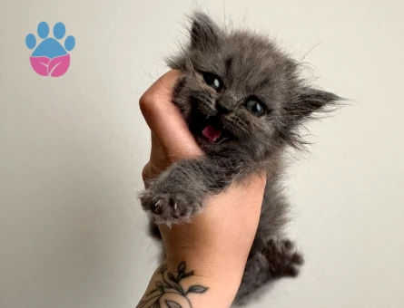 British BabyFace-Zıpzıp ve Çığlık