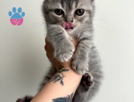 British BabyFace-Zıpzıp ve Çığlık