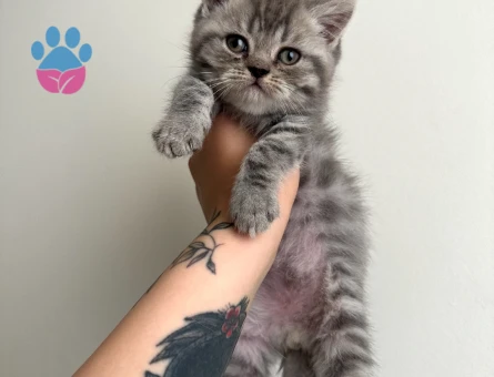 British BabyFace-Zıpzıp ve Çığlık