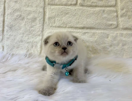 Scottish Fold 2 Aylık Bluepoint