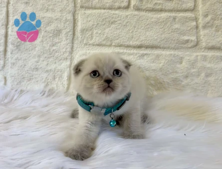 Scottish Fold 2 Aylık Bluepoint