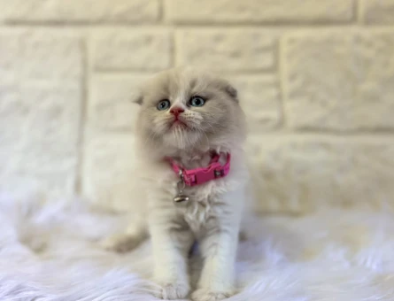 Scottish Longhair Bicolour Sıfır Kulak Dişi