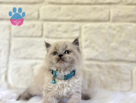 British Longhair Erkek 2 Aylık