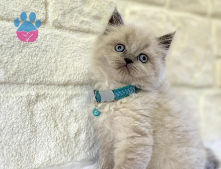 British Longhair Erkek 2 Aylık