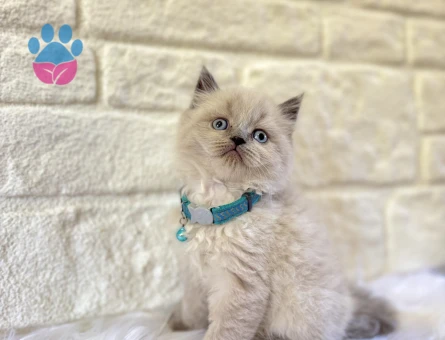 British Longhair Erkek 2 Aylık