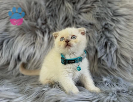 Scottish Fold Bluepoint Erkek Yavrumuz Yuva Arıyor