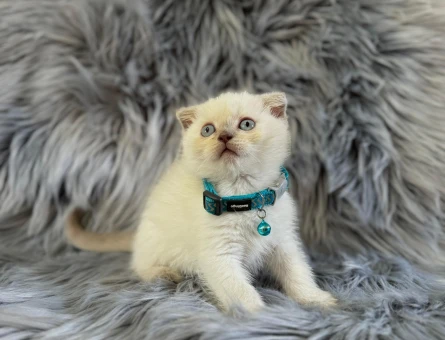 Scottish Fold Bluepoint Erkek Yavrumuz Yuva Arıyor