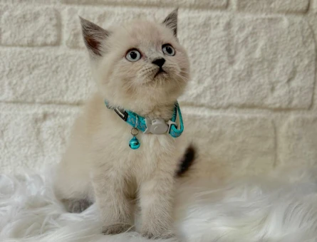 Maviş British Shorthair Bluepoint 2 Aylık Yavrumuz