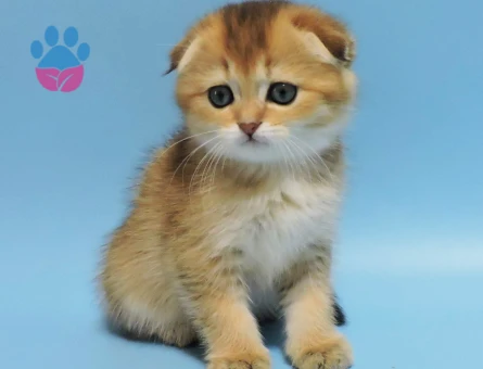 Sarı Fırtına Scottish Fold Golden Erkek